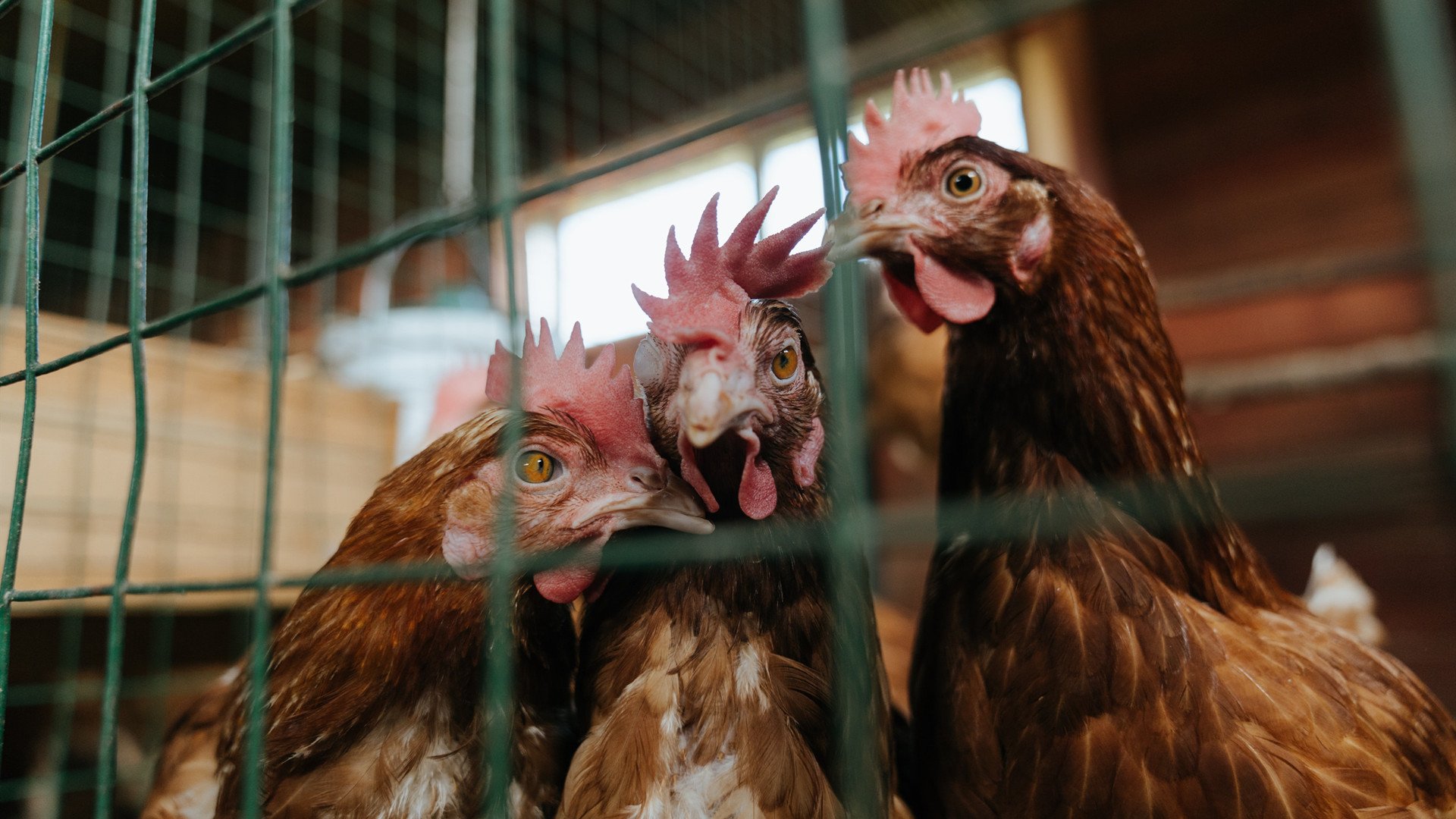 悉尼国王攻防转换效率提升,悉尼国王赛程