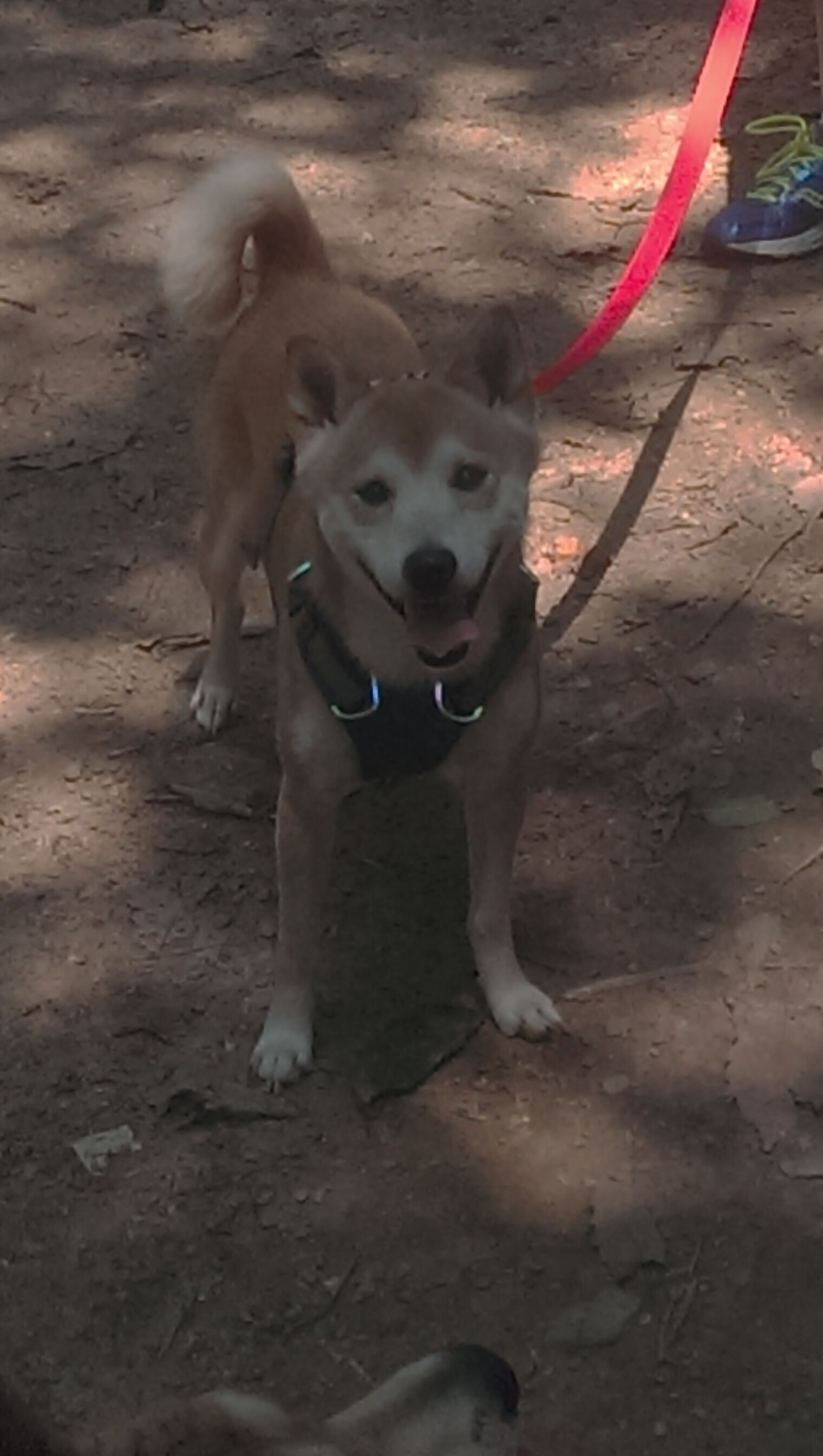 开云官网APP下载-本土前锋是否正在逐渐失去核心地位，前锋现在怎么样了