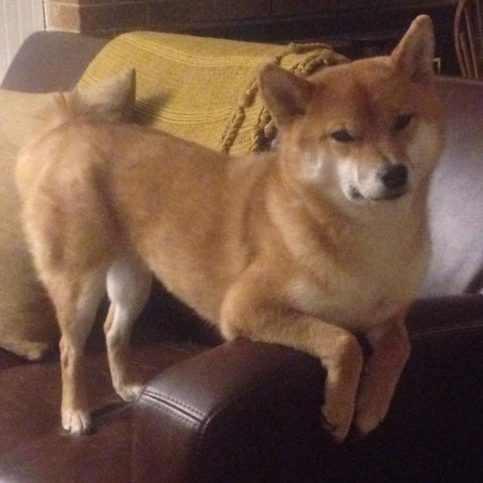 世界青年击剑锦标赛中国队实现历史突破,世界青年击剑运动员排名