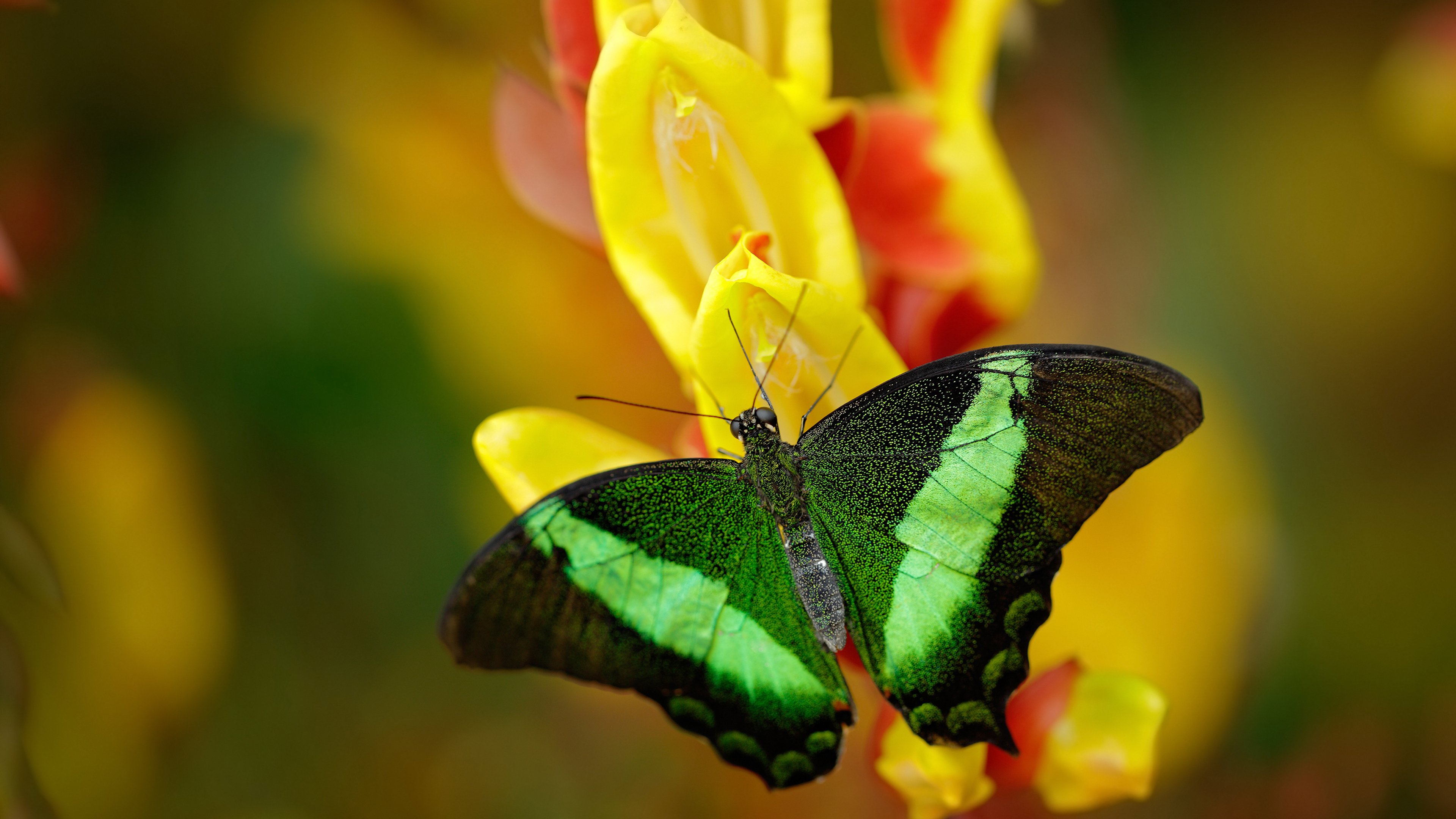 开云网页版-法甲联赛转播版权投资回报分析与预测，法甲转播权在哪