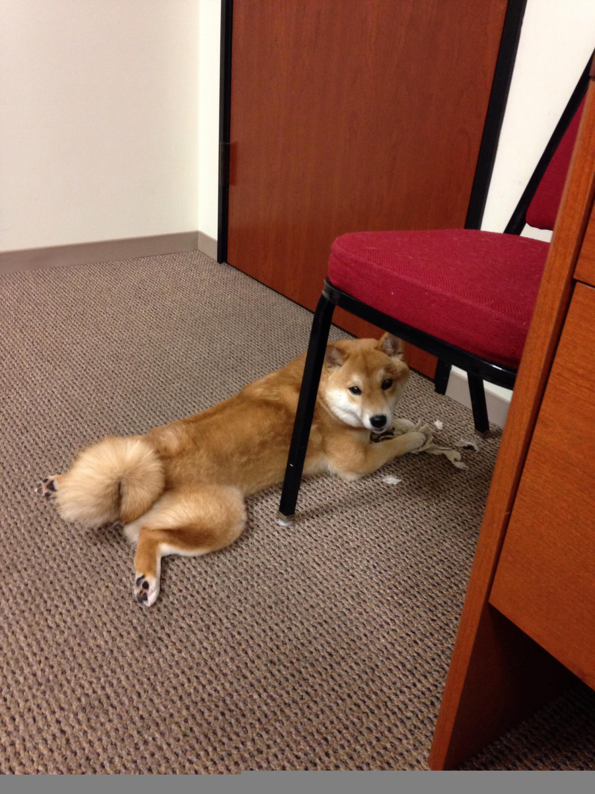 法甲联赛转播版权投资回报分析与预测,法甲转播权在哪