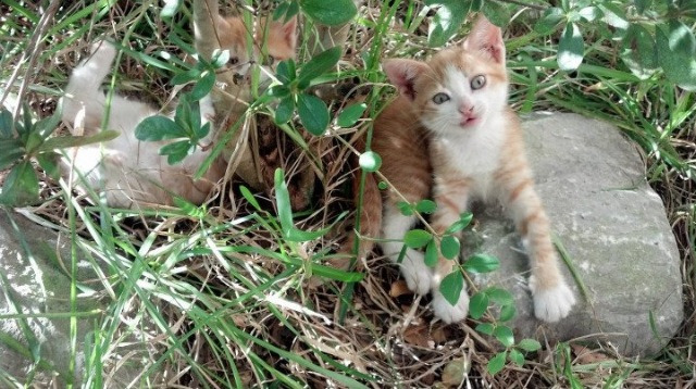 开云网页版登录入口-运动员康复训练规划，运动员康复训练费用一般多少