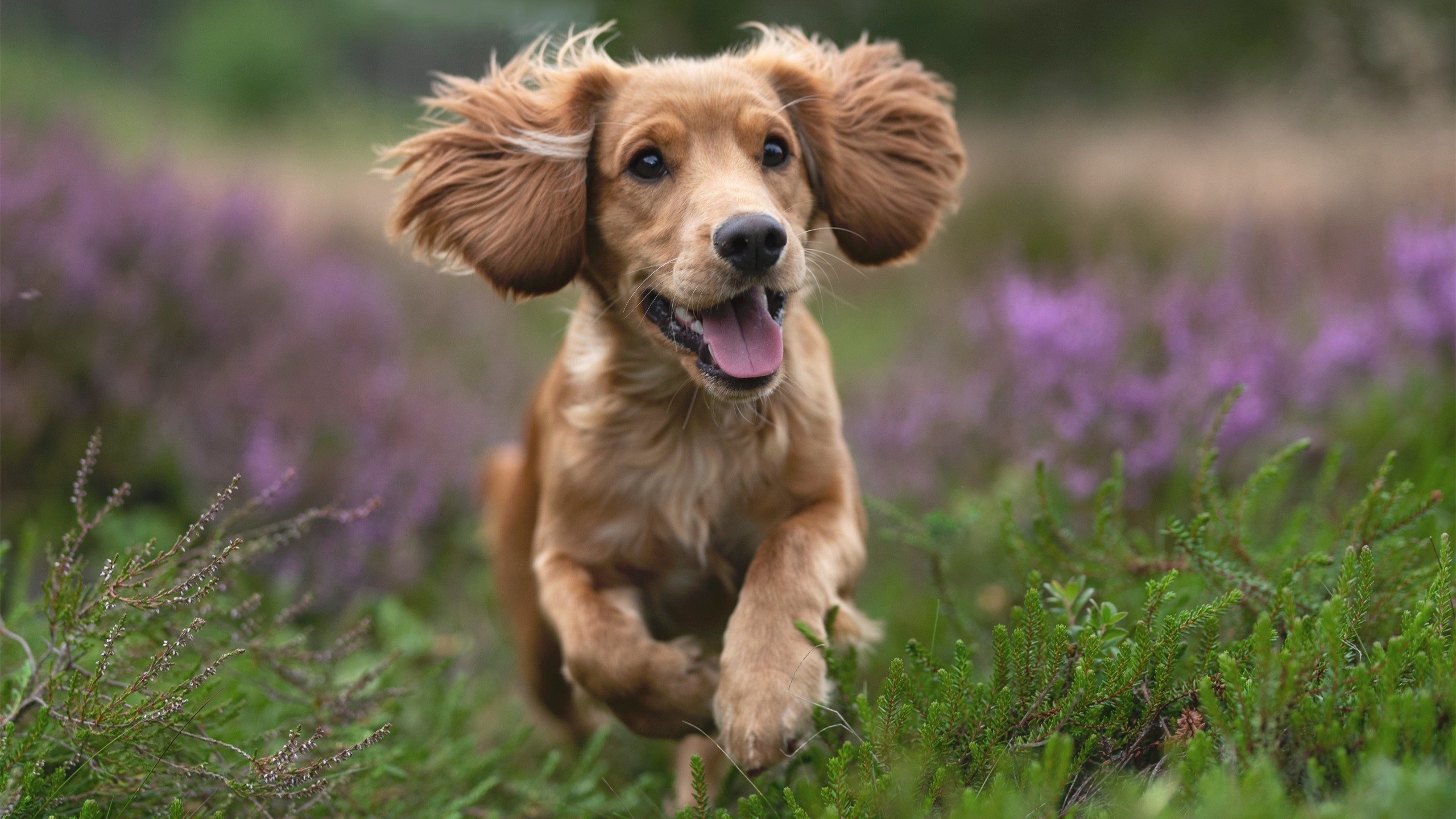 CBA球队签约多名潜力新星 加强阵容厚度，cba联赛球队球员