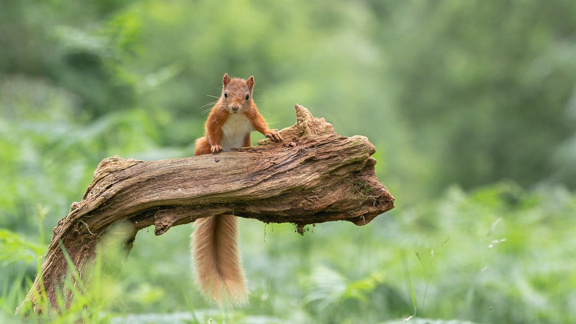 中国香港队在国际乒联混合团体世界杯中的逆袭表现，香港队乒乓球比赛