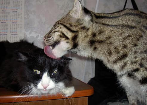 开云网页版-瑞典队未来计划：在国际大赛中不断突破自我，2021瑞典队