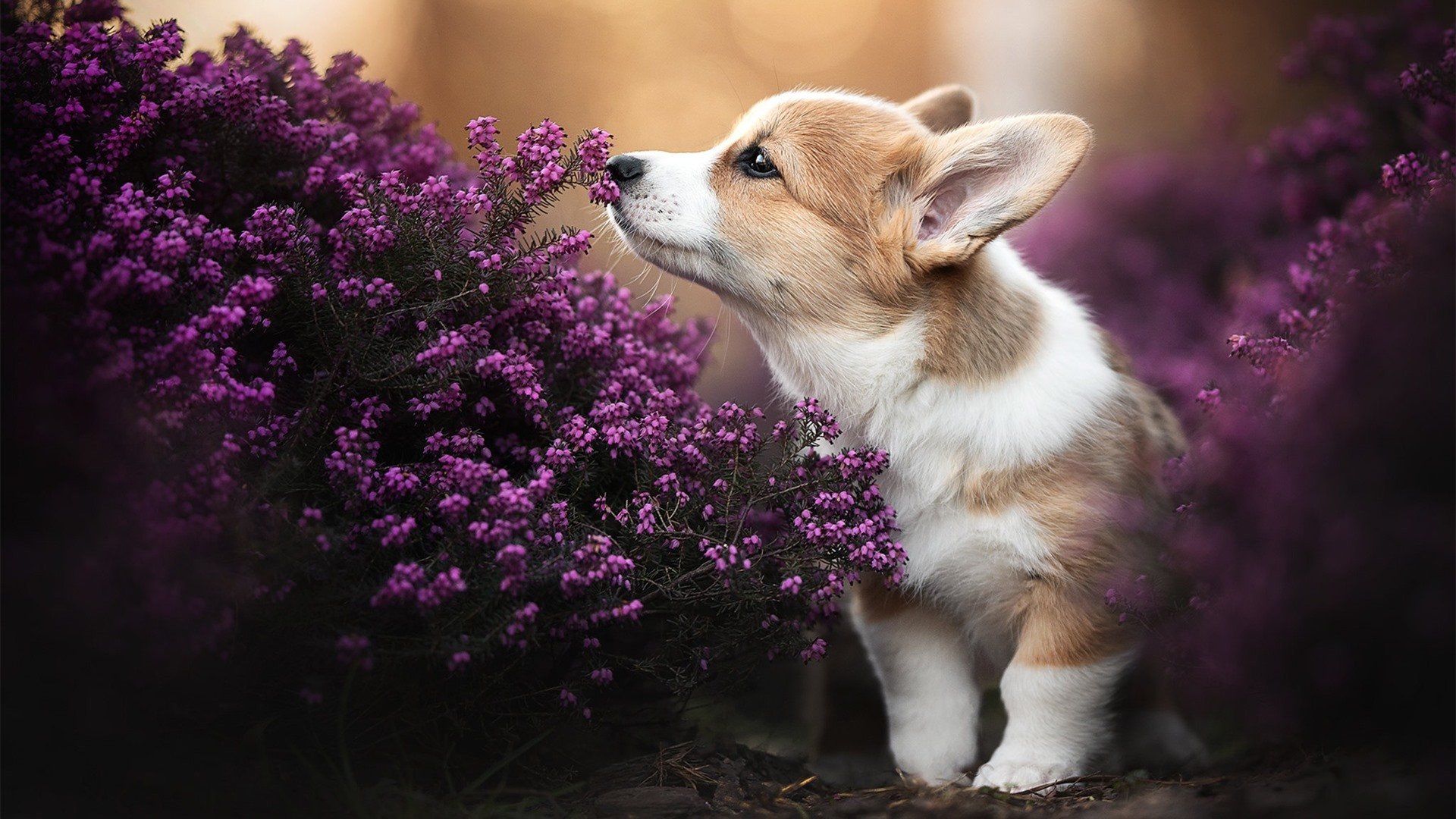 kaiyun中国官方网站-田径运动员心理素质训练，田径运动员心理素质训练视频