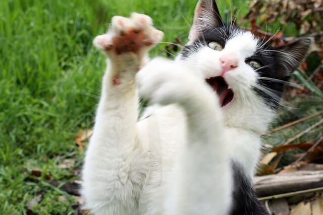 西甲天王闪耀：那一脚令人惊叹，西甲巨星